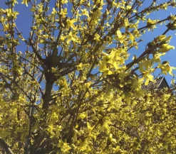 Dehner Laubgehölze|Blühende Sträucher > Forsythie 'Weekend'