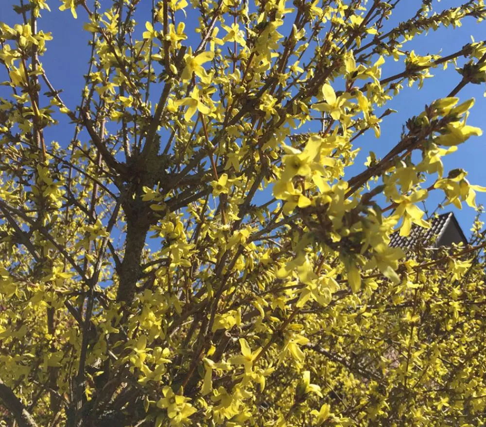 Dehner Laubgehölze|Blühende Sträucher > Forsythie 'Weekend'