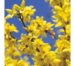 Dehner Laubgehölze|Blühende Sträucher > Forsythie 'Weekend'