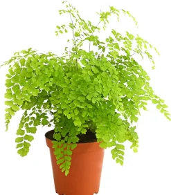 Dehner Grünpflanzen - Frauenhaarfarn - Adiantum raddianum Grün