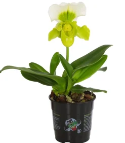 Dehner Orchideen > Frauenschuh - Paphiopedilum Complex Culitvar