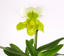 Dehner Orchideen > Frauenschuh - Paphiopedilum Complex Culitvar