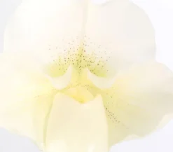 Dehner Orchideen - Frauenschuh - Paphiopedilum Complex Culitvar