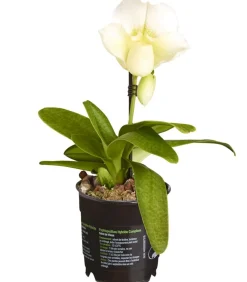 Dehner Orchideen - Frauenschuh - Paphiopedilum Complex Culitvar