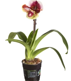 Dehner Frauenschuh - Paphiopedilum hybride, verschiedene Sorten Discount