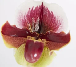 Dehner Frauenschuh - Paphiopedilum hybride, verschiedene Sorten Discount