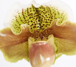 Dehner Frauenschuh - Paphiopedilum hybride, verschiedene Sorten Discount