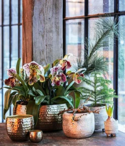 Dehner Frauenschuh - Paphiopedilum hybride, verschiedene Sorten Discount