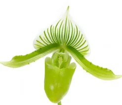 Dehner Orchideen - Frauenschuh - Paphiopedilum maudiae