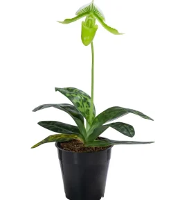 Dehner Orchideen - Frauenschuh - Paphiopedilum maudiae