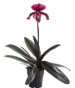Dehner Frauenschuh - Paphiopedilum 'Vinicolor' Dunkelrot Discount