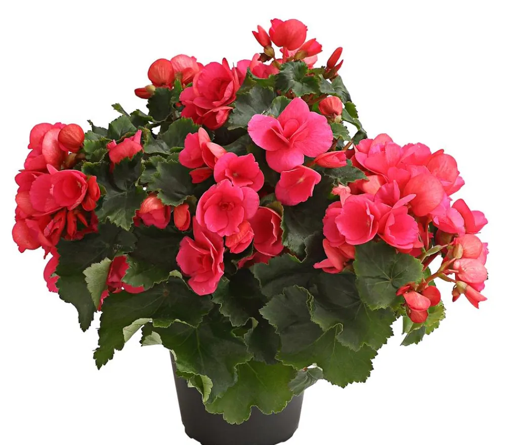 Dehner Grabschmuck & Grabgestaltung|Terrassenpflanzen > Freiland-Begonie 'Betulia', verschiedene Farben