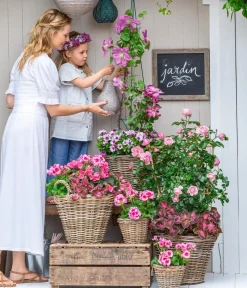 Dehner Grabschmuck & Grabgestaltung|Terrassenpflanzen > Freiland-Begonie 'Betulia', verschiedene Farben