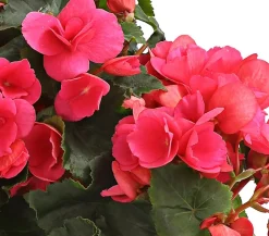 Dehner Grabschmuck & Grabgestaltung|Terrassenpflanzen > Freiland-Begonie 'Betulia', verschiedene Farben
