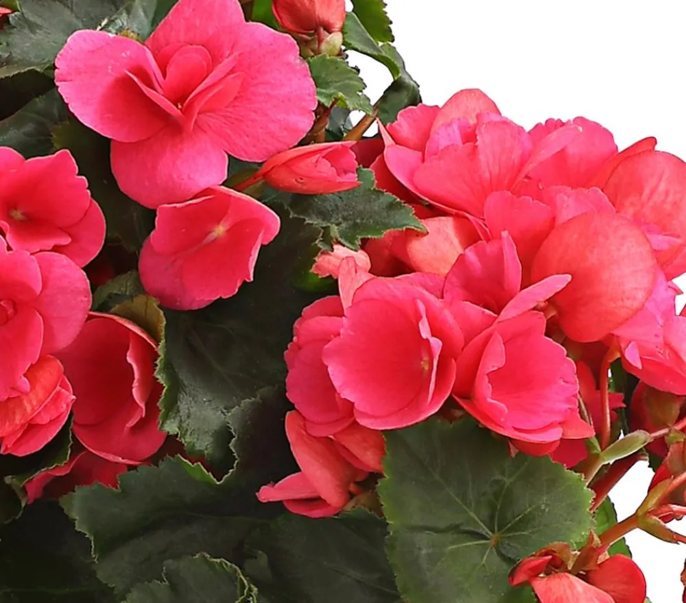 Dehner Grabschmuck & Grabgestaltung|Terrassenpflanzen > Freiland-Begonie 'Betulia', verschiedene Farben