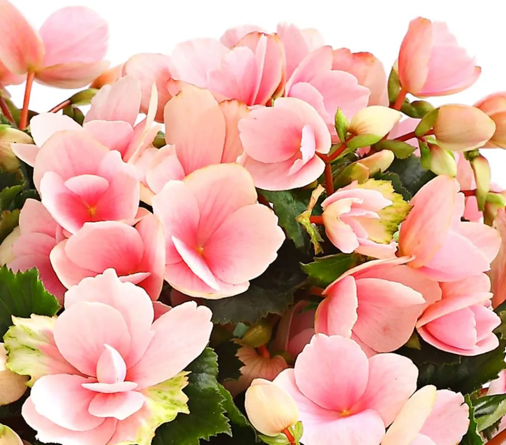 Dehner Grabschmuck & Grabgestaltung|Terrassenpflanzen > Freiland-Begonie 'Betulia', verschiedene Farben