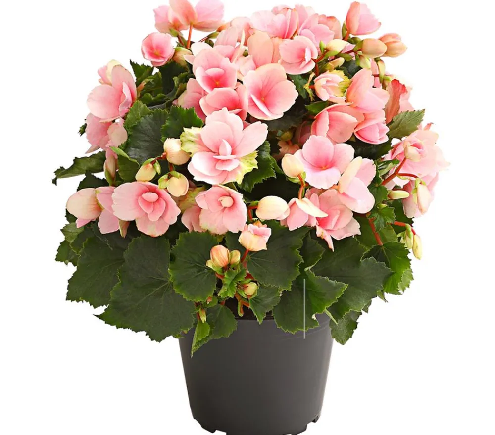 Dehner Grabschmuck & Grabgestaltung|Terrassenpflanzen > Freiland-Begonie 'Betulia', verschiedene Farben