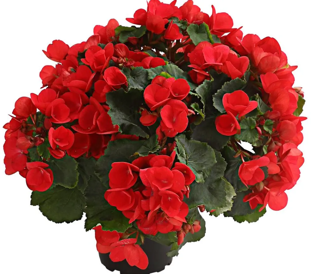 Dehner Grabschmuck & Grabgestaltung|Terrassenpflanzen > Freiland-Begonie 'Betulia', verschiedene Farben