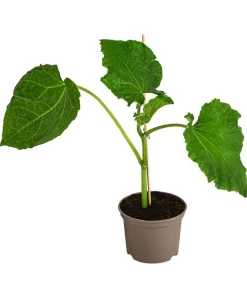 Dehner Zucchini- & Gurkenpflanzen > Freilandgurke