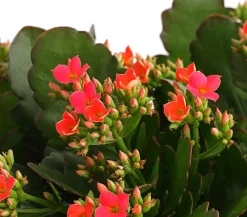 Dehner Sukkulenten|Terrassenpflanzen > Freiland-Kalanchoe, verschiedene Farben