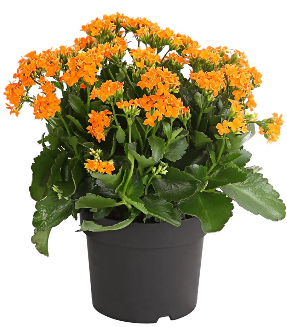 Dehner Sukkulenten|Terrassenpflanzen > Freiland-Kalanchoe, verschiedene Farben