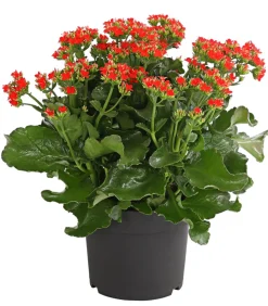 Dehner Sukkulenten|Terrassenpflanzen > Freiland-Kalanchoe, verschiedene Farben