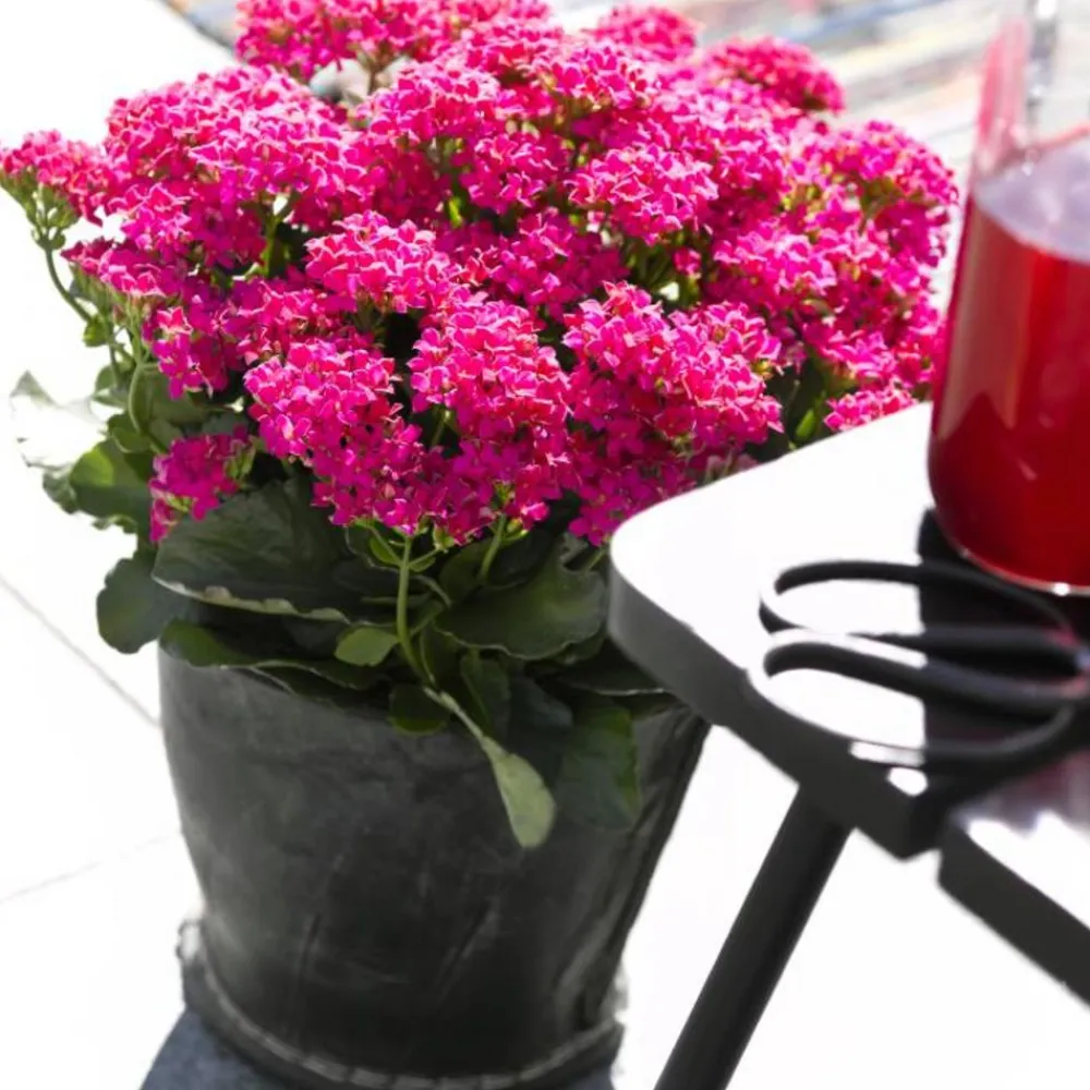 Dehner Sukkulenten|Terrassenpflanzen > Freiland-Kalanchoe, verschiedene Farben