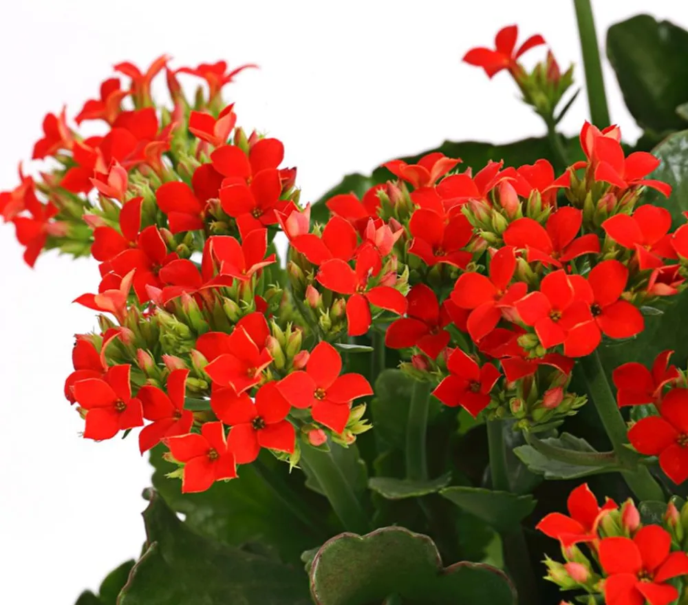 Dehner Sukkulenten|Terrassenpflanzen > Freiland-Kalanchoe, verschiedene Farben