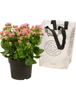 Dehner Sukkulenten|Terrassenpflanzen > Freiland-Kalanchoe, verschiedene Farben