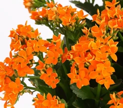 Dehner Sukkulenten|Terrassenpflanzen > Freiland-Kalanchoe, verschiedene Farben