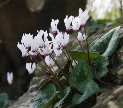 Dehner Frühlings-Alpenveilchen - Garten-Alpenveilchen Discount