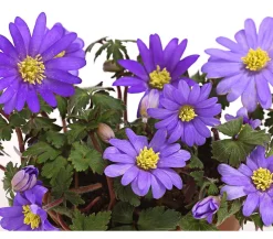 Dehner Steingartenstauden - Frühlings-Anemone - Strahlen-Anemone, blau Lila