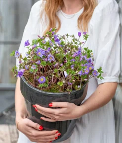 Dehner Steingartenstauden - Frühlings-Anemone - Strahlen-Anemone, blau Lila