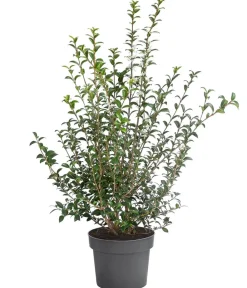 Dehner Frühlings-Duftblüte Dunkelgrün Online
