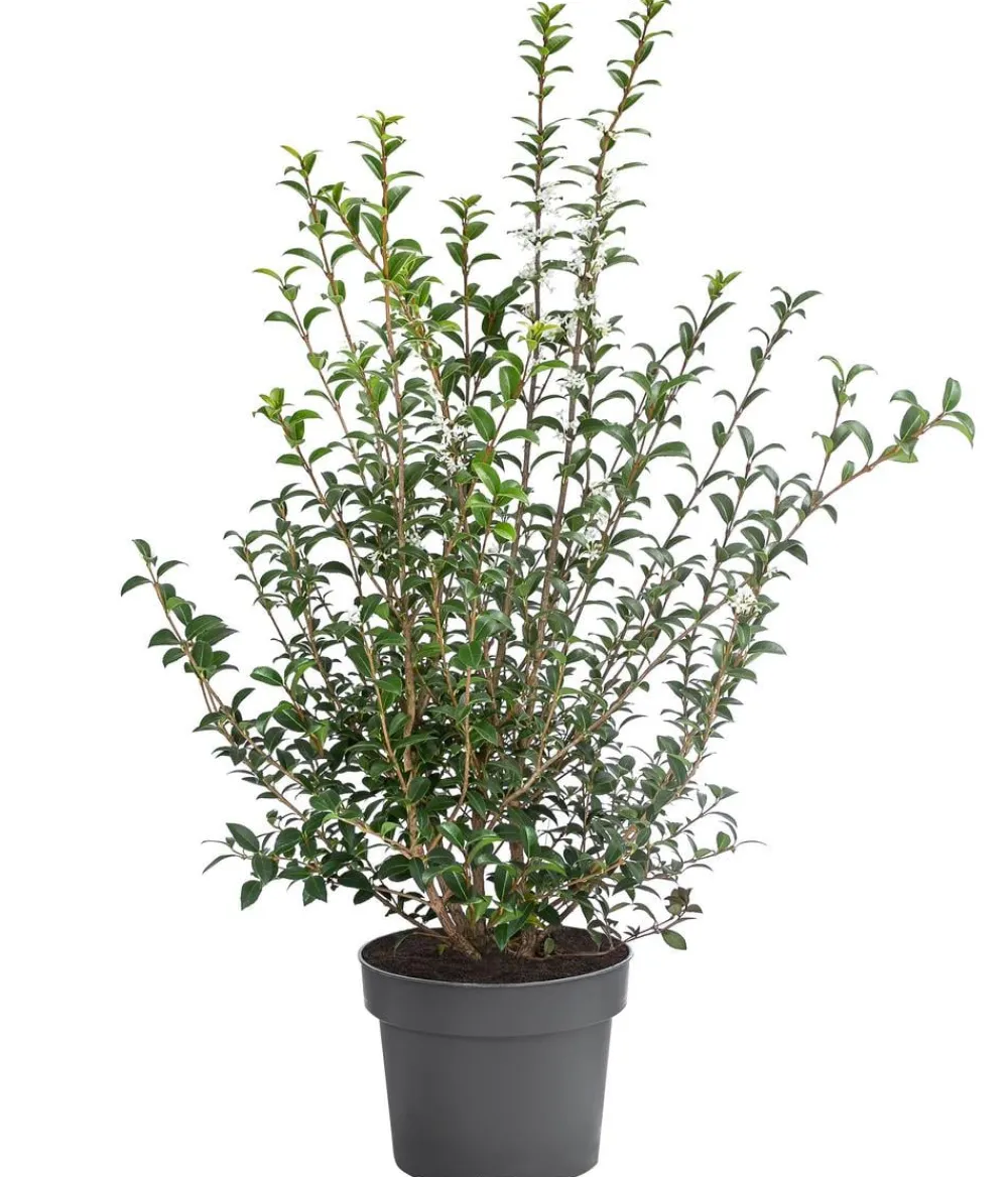 Dehner Frühlings-Duftblüte Dunkelgrün Online