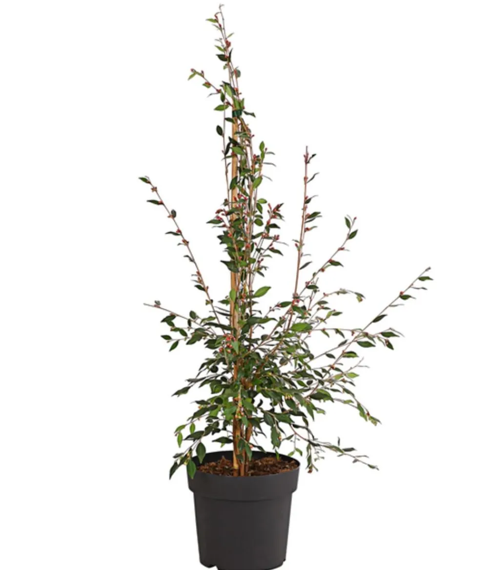 Dehner Frühlings-Kamelie 'Cupido®', Pyramide Outlet