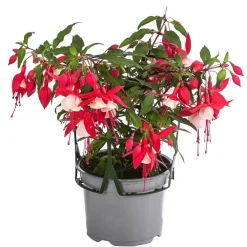 Dehner Hängende Sommerblüher|Sommerblumen > Fuchsie, hängend, verschiedene Sorten