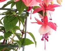 Dehner Hängende Sommerblüher|Sommerblumen > Fuchsie, hängend, verschiedene Sorten