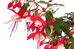 Dehner Hängende Sommerblüher|Sommerblumen > Fuchsie, hängend, verschiedene Sorten