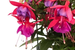 Dehner Hängende Sommerblüher|Sommerblumen > Fuchsie, hängend, verschiedene Sorten