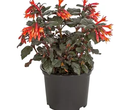 Dehner Fuchsie Koralle New