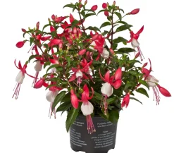 Dehner Fuchsie, stehend, verschiedene Sorten Best