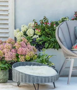 Dehner Fuchsie, stehend, verschiedene Sorten Best