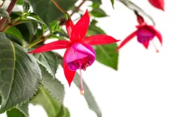 Dehner Terrassenpflanzen > Fuchsie, Stämmchen, verschiedene Sorten
