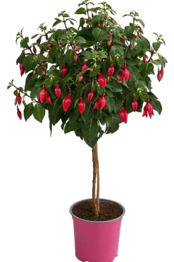 Dehner Terrassenpflanzen > Fuchsie, Stämmchen, verschiedene Sorten