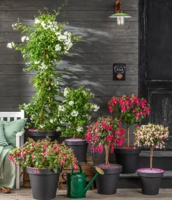 Dehner Terrassenpflanzen > Fuchsie, Stämmchen, verschiedene Sorten