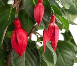 Dehner Terrassenpflanzen > Fuchsie, Stämmchen, verschiedene Sorten