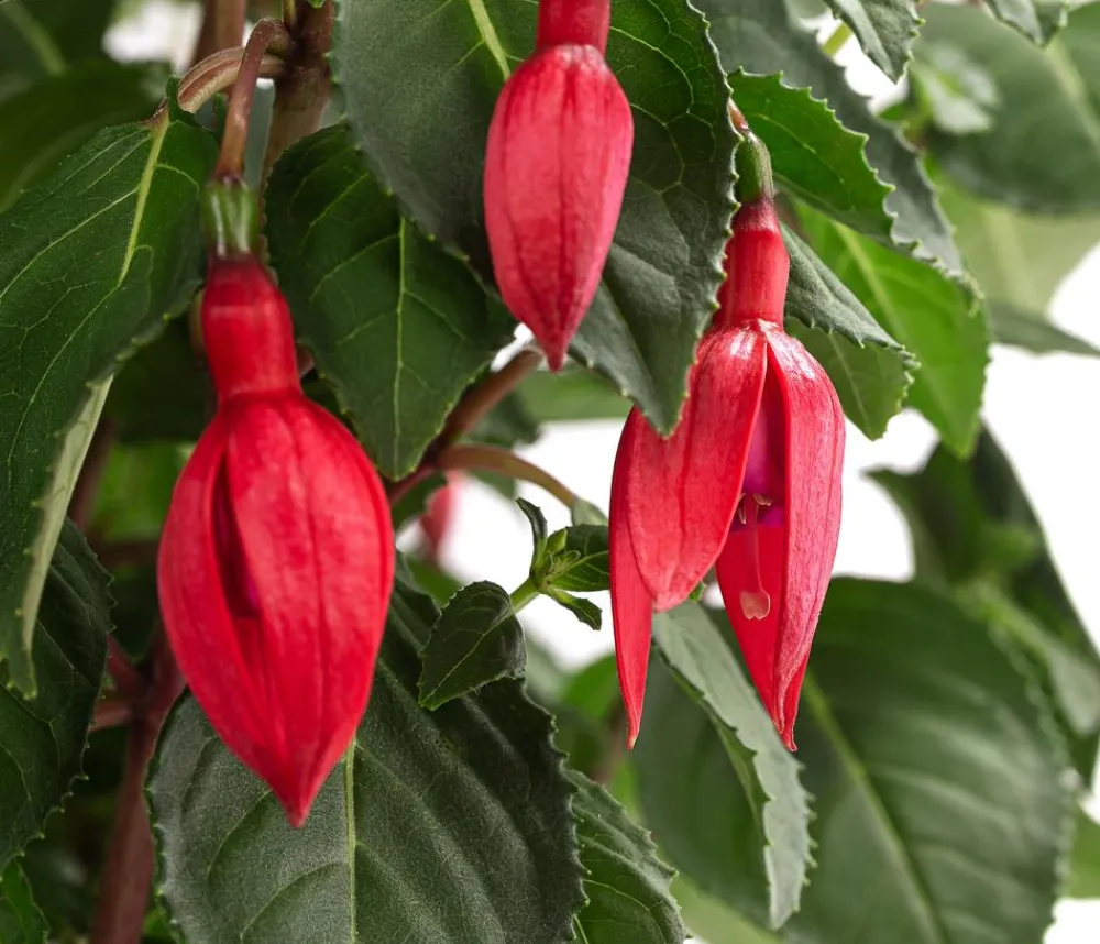 Dehner Terrassenpflanzen > Fuchsie, Stämmchen, verschiedene Sorten