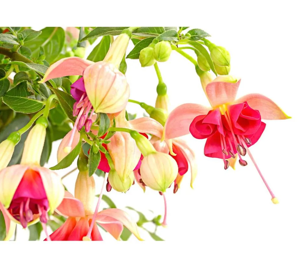 Dehner Terrassenpflanzen > Fuchsie, Stämmchen, verschiedene Sorten