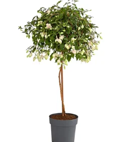 Dehner Terrassenpflanzen - Fuchsie, Stämmchen, verschiedene Sorten